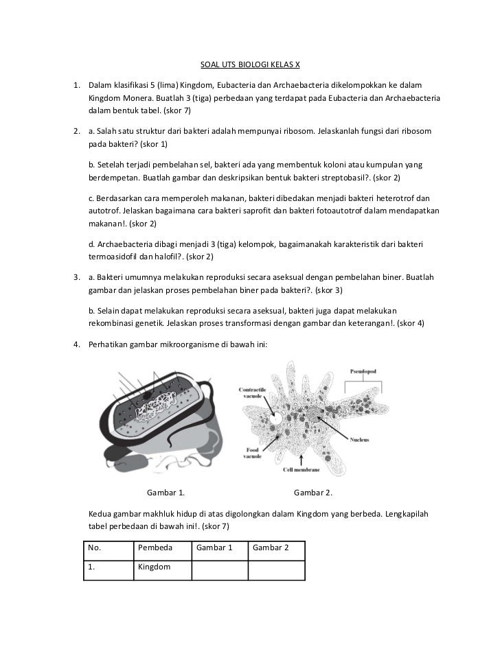 Contoh Soal Biologi Kelas 10 Semester 1 Dalchaebi
