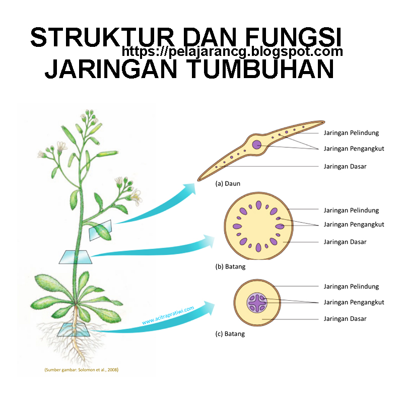 7 Contoh Soal HOTS Biologi Kelas XI Jaringan Tumbuhan KD 3.3 yang Wajib Kamu Kuasai di 2026